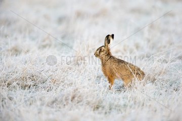 Brown Hare sitting in a frozen meadow at sunrise - GB