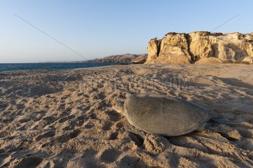 Green see turtle on a beach - Oman