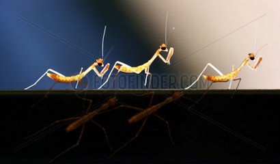 Young mantids newly hatched - French Guiana