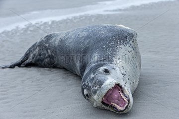 Leopard Seal on sandy shore - Falkland Islands