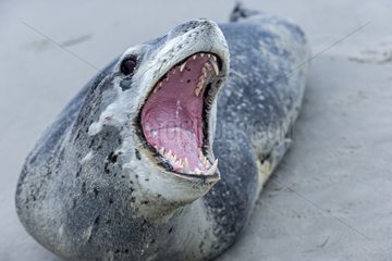 Leopard Seal on sandy shore - Falkland Islands