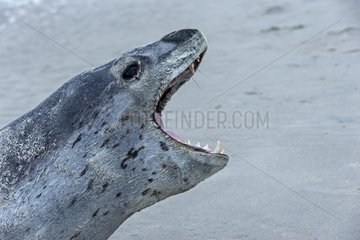 Portrait of Leopard Seal on sandy shore - Falkland Islands
