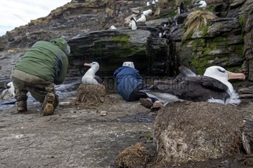 Photographers and Black-browed Albatross nest - Falklands