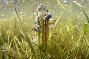 Grass frog in a swamp - Prairie Fouzon France