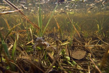 Grass frog in a swamp - Prairie Fouzon France
