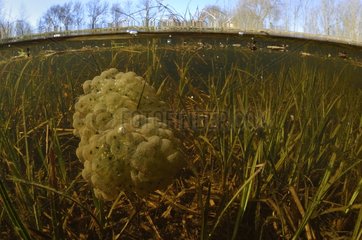 Grass frog eggs - Prairie Fouzon France