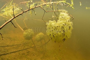 Grass frog eggs and tadpoles - Prairie Fouzon France