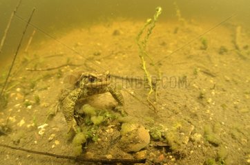Common toad in a pond - Prairie Fouzon France