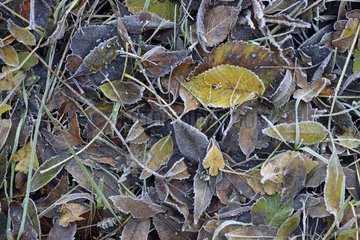 First autumn frost on fallen leaves - France