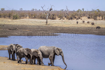African bush elephant (Loxodonta africana) in Kruger National park  South Africa