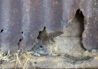 Brown rat (Rattus norvegicus) behing a rusty steel sheet of metal