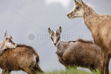 Chamois (Rupicapra rupicapra) female and young of the year doing their toilet on the meadow of Hohneck in spring  Alsace  France