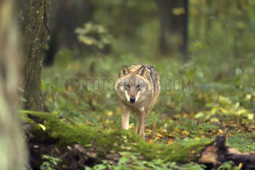 Polish wolf (Canis lupus lupus)