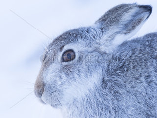 A stunning Mountain Hare (Lepus timidus) in the Cairngorms National Park  UK.