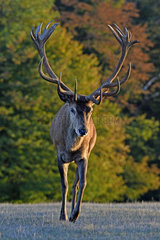 Red Deer (Cervus elaphus) during the slaughter period  Haute-Saone  France