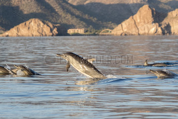 Short-beaked common dolphin (Delphinus delphis)  Loreto Bay National Marine Park  Loreto  Gulf of California (also known as the Sea of Cortez or Sea of Cortes  Baja California Sur  Mexico