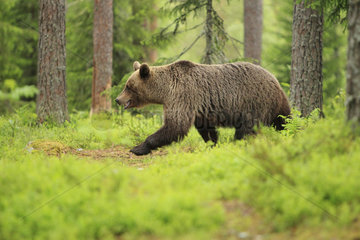 Brown Bear (Ursus arctos) female crossing the forest  Finland