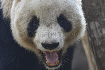 Giant Panda (Ailuropoda melanoleuca) yawning  Foping  Shanxii  China