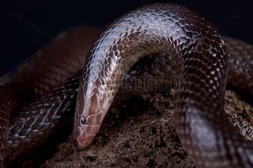 The Variable burrowing asp (Atractaspis irregularis) is a nocturnal and terrestrial snake species found across large parts of central and Eastern Africa. They are highly venomous and considered deadly for humans.