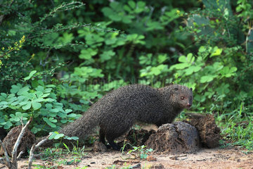 Ruddy Mongoose (Herpestes smithii)  Bundala National Park  Sri Lanka