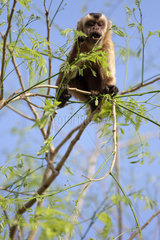 Yellow-breasted Capuchin (Cebus xanthosternos) on a branch  Pantanal  Brazil