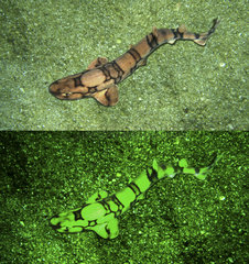 Chain catshark or chain dogfish  Scyliorhinus retifer  resting in sand bottom. Above photographed with daylight bellow showing fluorescent colours when photographed under special blue or ultraviolet light and filter. Scyliorhinus retifer. Is one of four elasmobranch species shown to possess biofluorescent properties. They exhibit bright green fluorescence patterns resulting from the presence of fluorescent compounds in their skin. Catsharks possess the ability to detect the green biofluorescence that is emitted by their conspecifics and this fluorescence creates greater contrast with the surrounding habitat in deeper blue-shifted waters (under solar or lunar illumination). Aquarium photography
