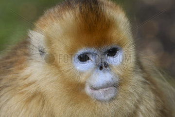 Golden snub-nosed monkey (Pygathrix roxellana) portrait of a juvenile  Shanxii  China