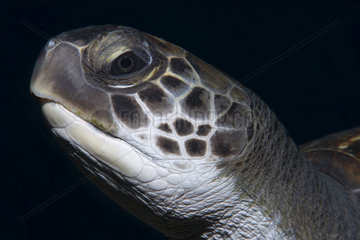 Green sea turtle (Chelonia mydas). Each individual can be recognized by their facial features. Tenerife  Canary Islands.