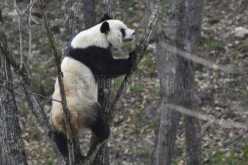 Giant Panda (Ailuropoda melanoleuca) climbing in a tree  Foping  Shanxii  China