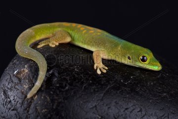 Pasteur's day gecko (Phelsuma pasteuri)