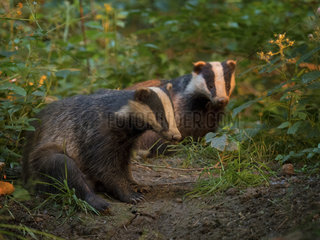 Two Badgers (Meles meles) rest in the evening sun in the Peak District National Park  UK.