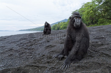 Two Celebes crested macaques (Macaca nigra) on black sand  Tangkoko National Park  Sulawesi  Indonesia
