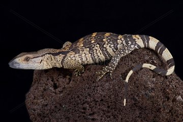 The white-throated monitor (Varanus albigularis albigularis) is a giant lizard species found in Southern Africa.