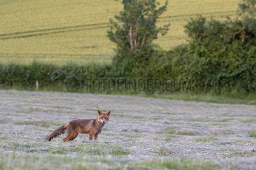 Red fox (Vulpes vulpes) standing in a meadow  England