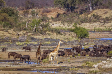 Giraffe Giraffa camelopardalis and african buffalo in Kruger National park  South Africa