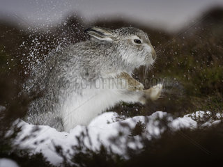 A Mountain Hare shakes off in the Cairngorms National Park.