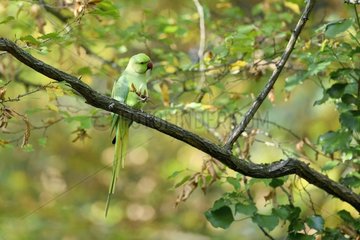 Rose ringed Parakeet (Psittacula krameri) introduced species  Paris surrounding  France