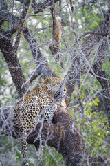 Leopard (Panthera pardus) in Kruger National park  South Africa
