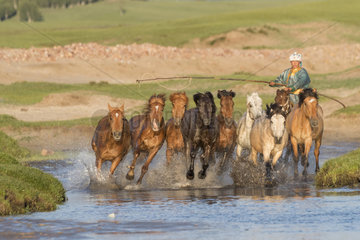 Mongolian traditionnaly dressed with horses running in a group in the water  Bashang Grassland  Zhangjiakou  Hebei Province  Inner Mongolia  China