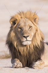 Lion (Panthera leo)  adult male resting in the savannah  Savuti National Park  Bostwana