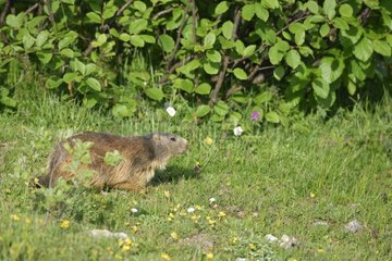 Alpine Marmot (Marmota marmota) walking in a meadow  Savoie  Alps  France