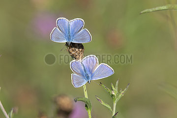 Common Blue (Polyommatus icarus) male  Lorraine  France