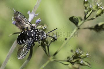 Cuckoo Bee (Thyreus histrionicus) female on the lookout for a gallery of Amegille  Mont Ventoux Biosphere reserve  France