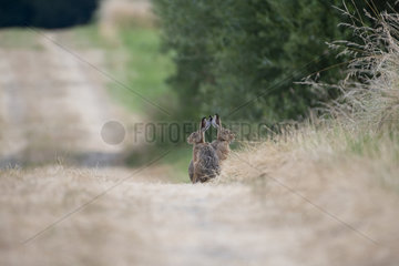 European hare (Lepus europaeus) twins  Lorraine  France