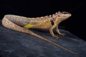 Ivy Whorltail Iguana (Stenocercus ivitus) endemic to Peru  it lives between Canchaque and Huancabamba.