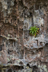 Bromeliaceae (Navia acaulis) endemic in Colombia in the place called Ciudad de Piedra  San Jose del Guaviare  Colombia