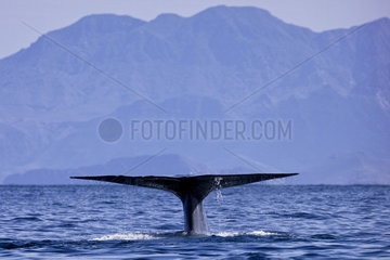 Blue Whale (Balaenoptera musculus)  tail of an adult  Loreto Bay National Marine Park  Loreto  Gulf of California (also known as the Sea of Cortez or Sea of Cortes  Baja California Sur  Mexico