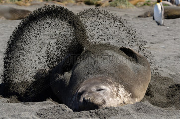 Southern elephant seal (Mirounga leonina) blowing sand to cool off  South Georgia