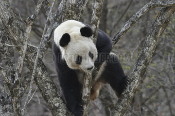 Giant Panda (Ailuropoda melanoleuca) climbing in a tree  Foping  Shanxii  China