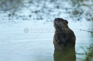Young Coypu sniffing the air on a summer evening France